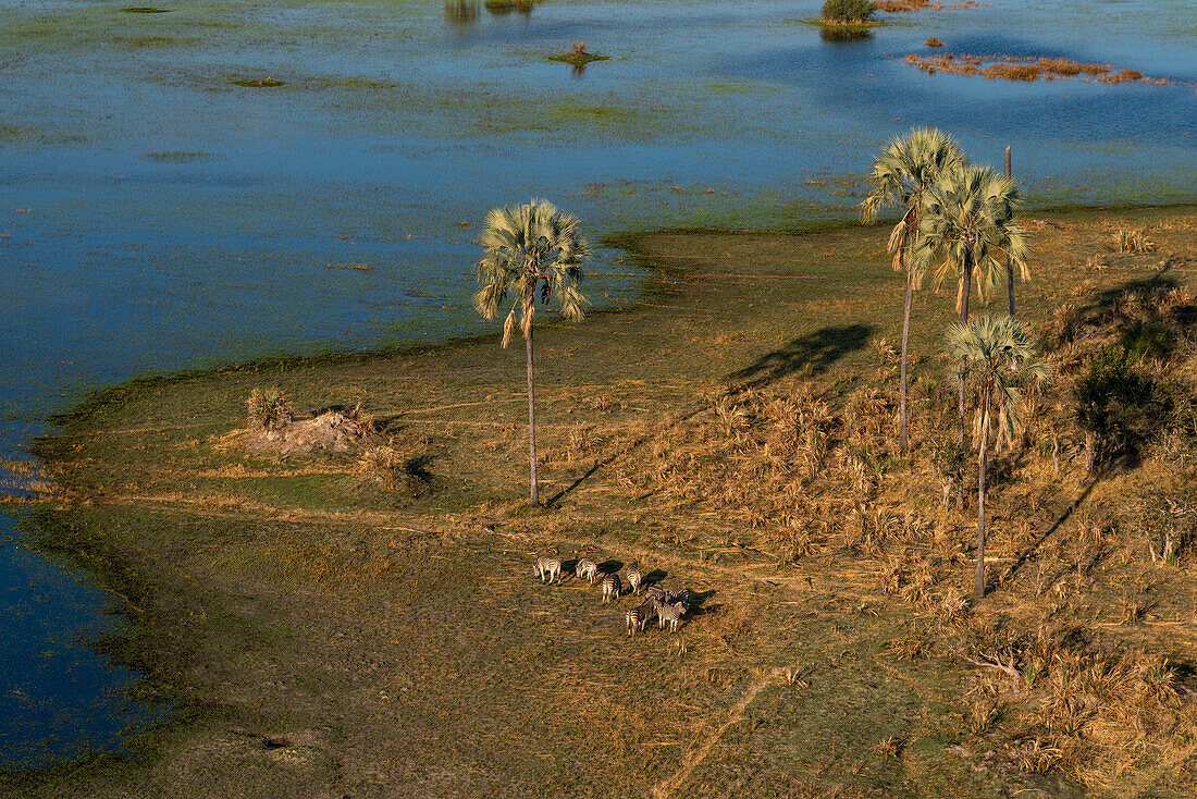 Luftaufnahme von Steppenzebras (Equus quagga) beim Grasen im Okavango-Delta, UNESCO-Welterbe, Botsuana, Afrika