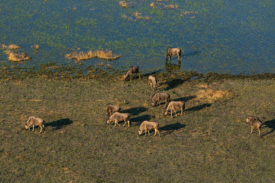 Aerial view of wildebeest (Connochaetes taurinus) grazing in the Okavango Delta, Botswana, Africa