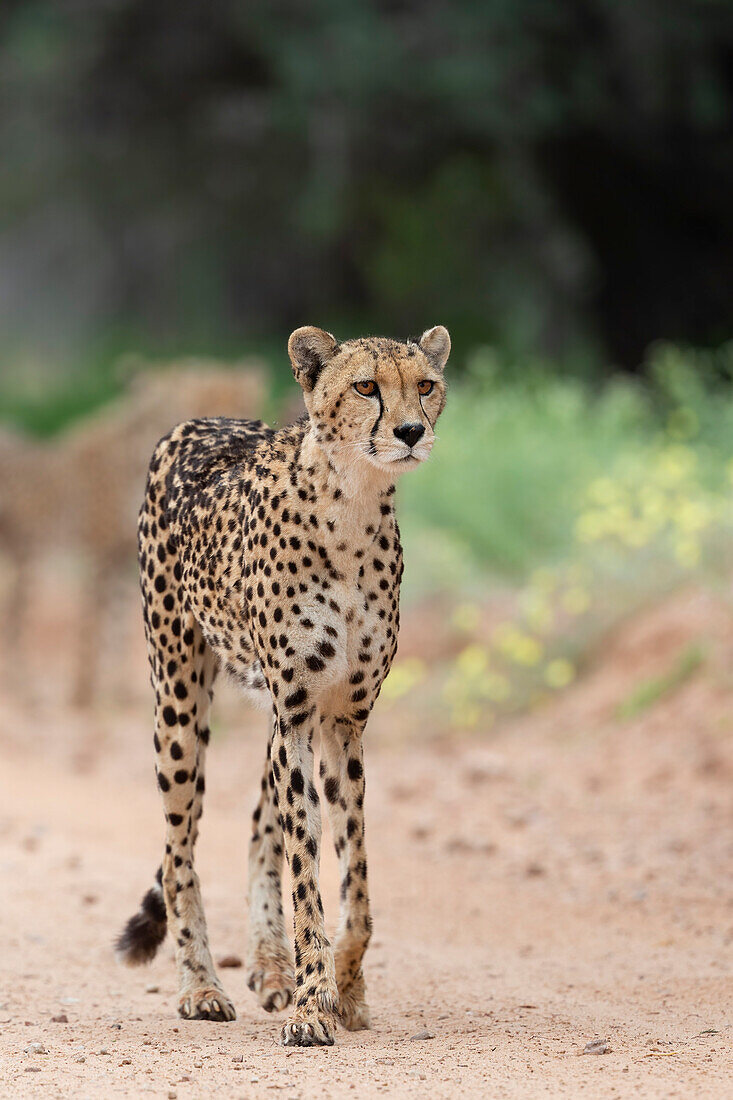Cheetah (Acinonyx jubatus) female, Kgalagadi Transfrontier Park, Northern Cape, South Africa, Africa