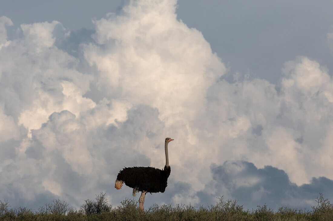 Ostrich (Struthio camelus), Kgalagadi Transfrontier Park, Northern Cape, South Africa, Africa