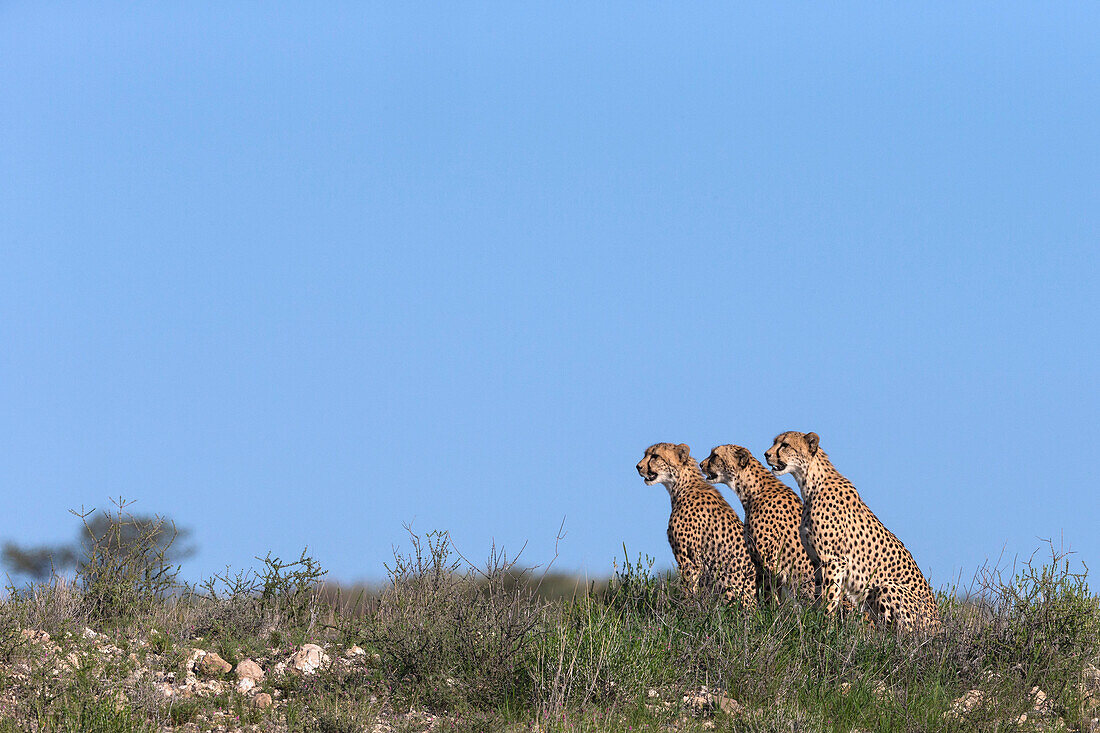 Gepard (Acinonyx jubatus) Mutter mit Jungtier, Kgalagadi Transfrontier Park, Nordkap, Südafrika, Afrika