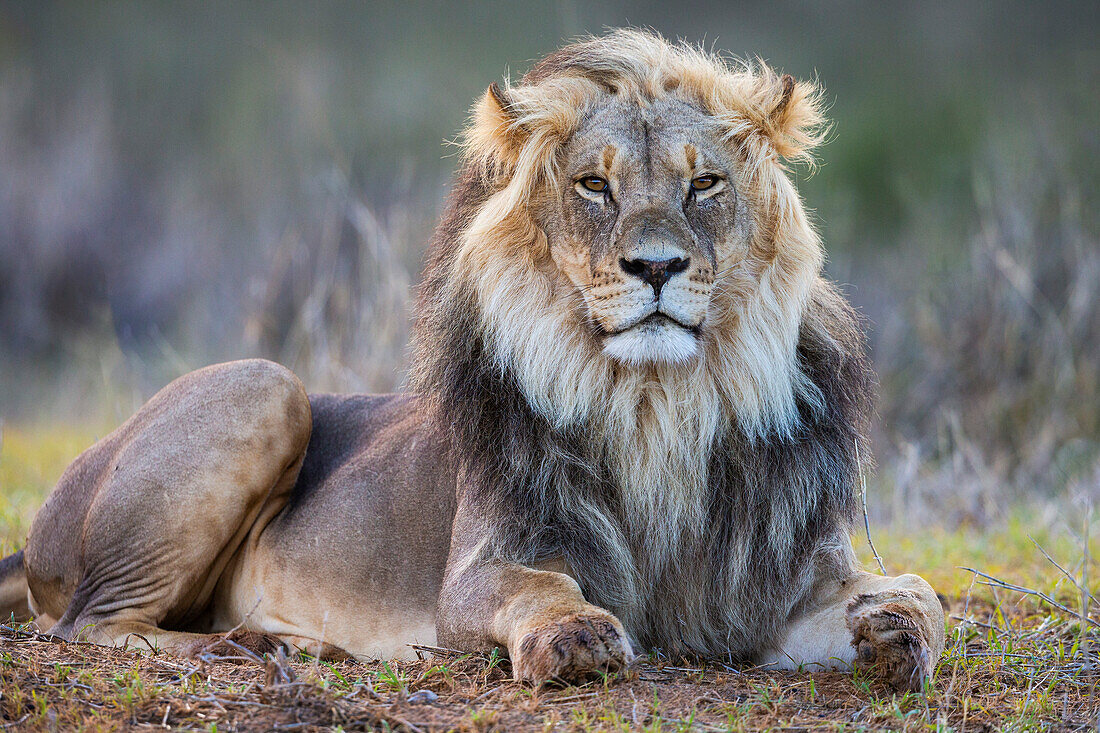 Lion (Panthera leo), Kgalagadi Transfrontier Park, Northern Cape, South Africa, Africa