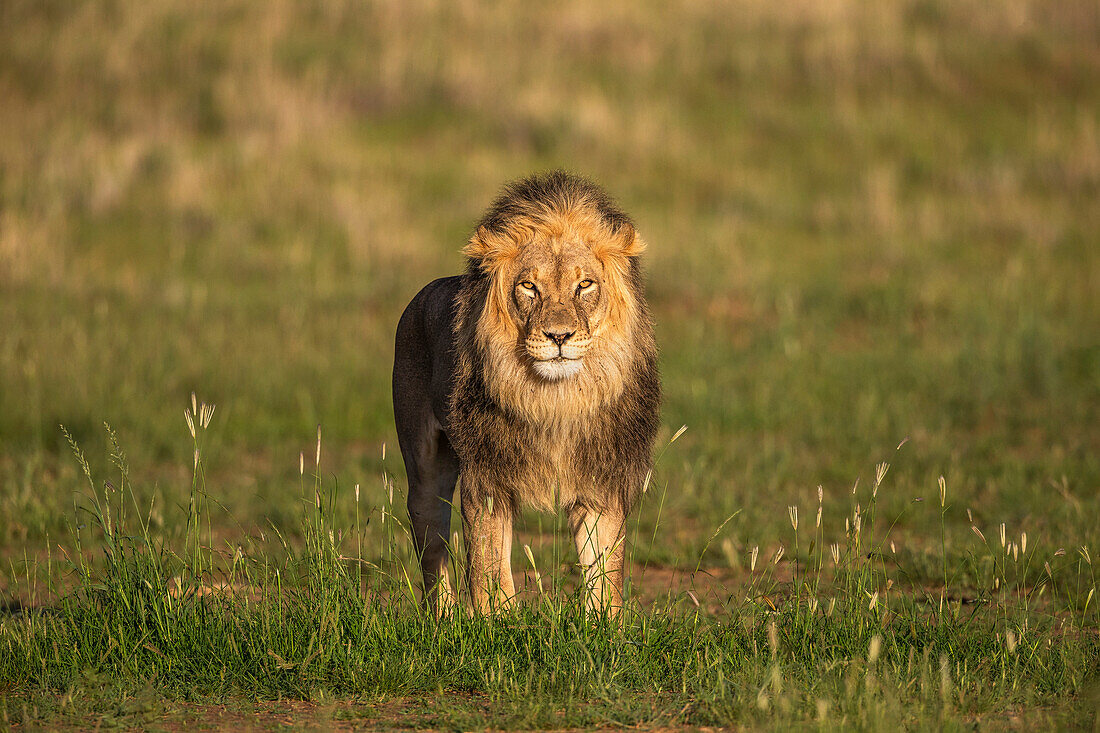 Löwe (Panthera leo), Kgalagadi Transfrontier Park, Nordkap, Südafrika, Afrika