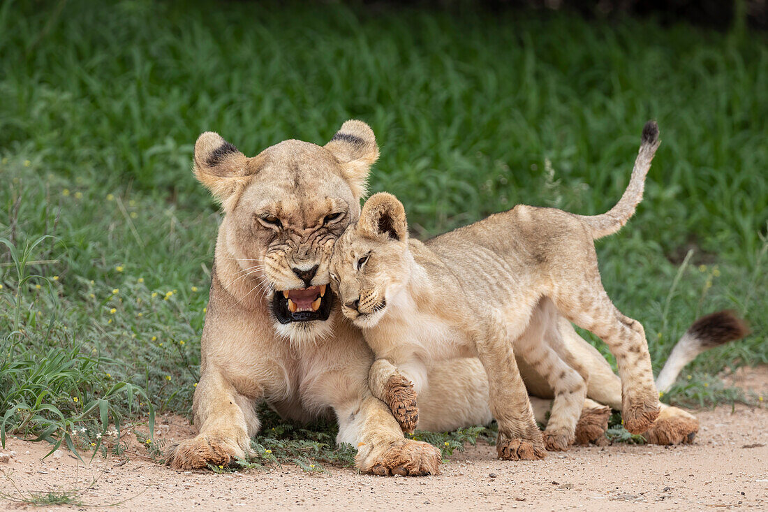 Löwin (Panthera leo) mit Jungtier, Kgalagadi Transfrontier Park, Nordkap, Südafrika, Afrika