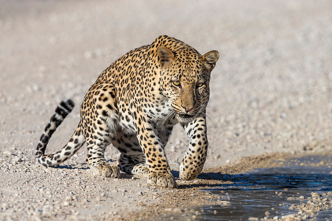 Männlicher Leopard (Panthera pardus) an Pfütze nach Regen, Kgalagadi Transfrontier Park, Nordkap, Südafrika, Afrika