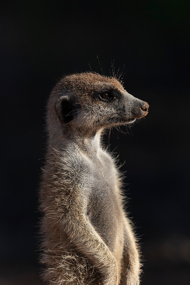 Erdmännchen (Suricata suricatta), Kgalagadi Transfrontier Park, Nordkap, Südafrika, Afrika
