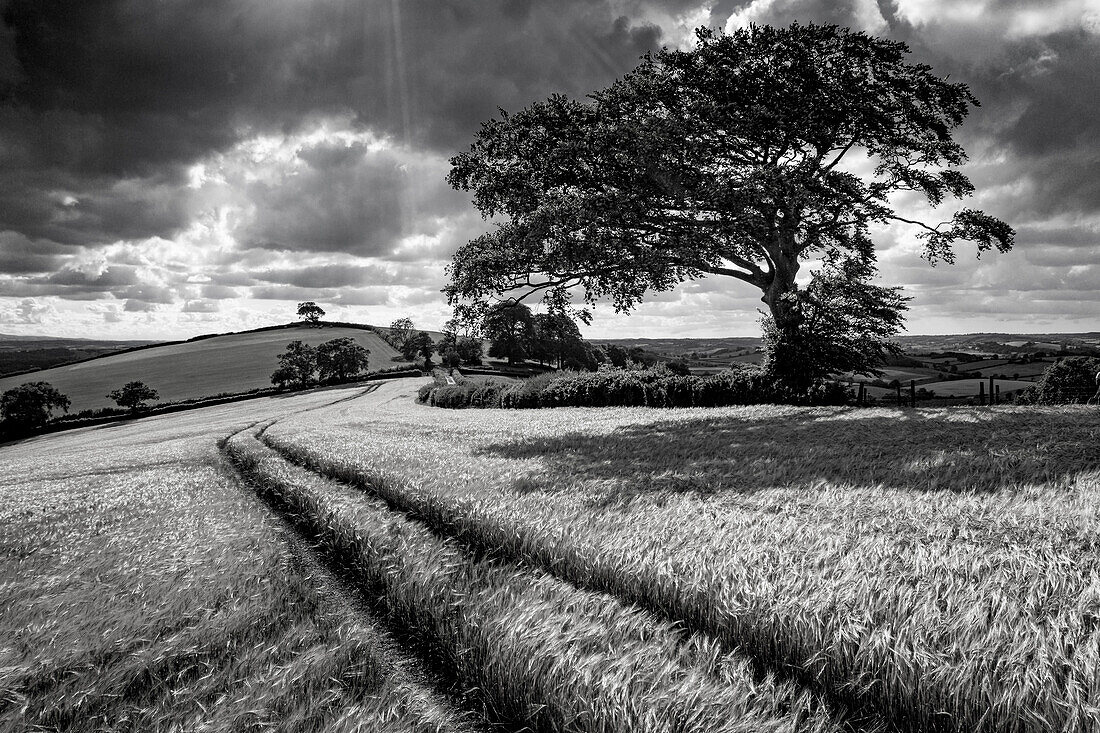 Crop field and windswept tree, Devon, England, United Kingdom, Europe
