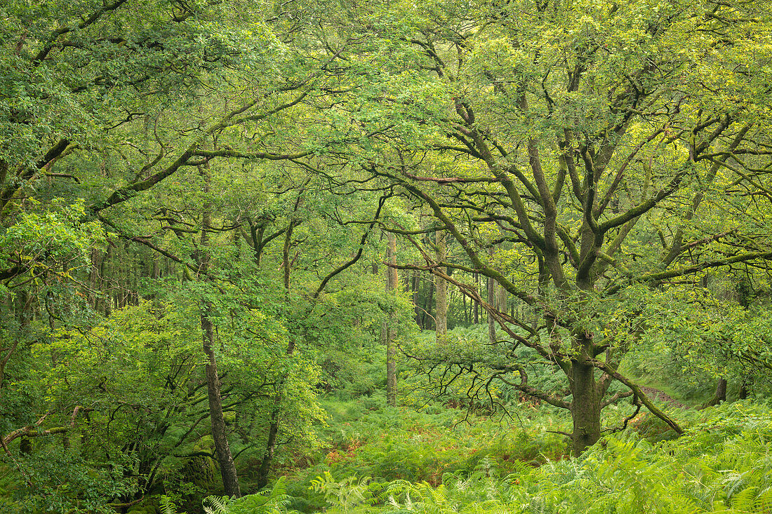 Wunderschöner Laubwald über dem Borrowdale-Tal im Lake District National Park, UNESCO-Welterbe, Cumbria, England, Vereinigtes Königreich, Europa