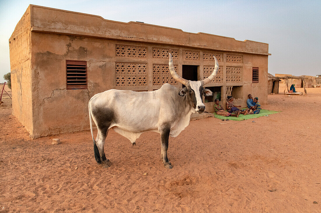 Stier vor dem Haupthaus eines Dorfes in einer ländlichen Gegend im nördlichen Senegal, Westafrika, Afrika