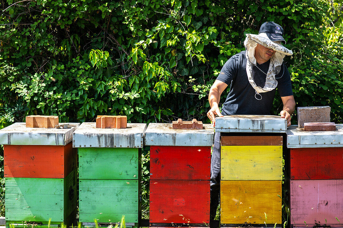 Imker mit bunten Bienenstöcken, in Ubli, Montenegro, Europa