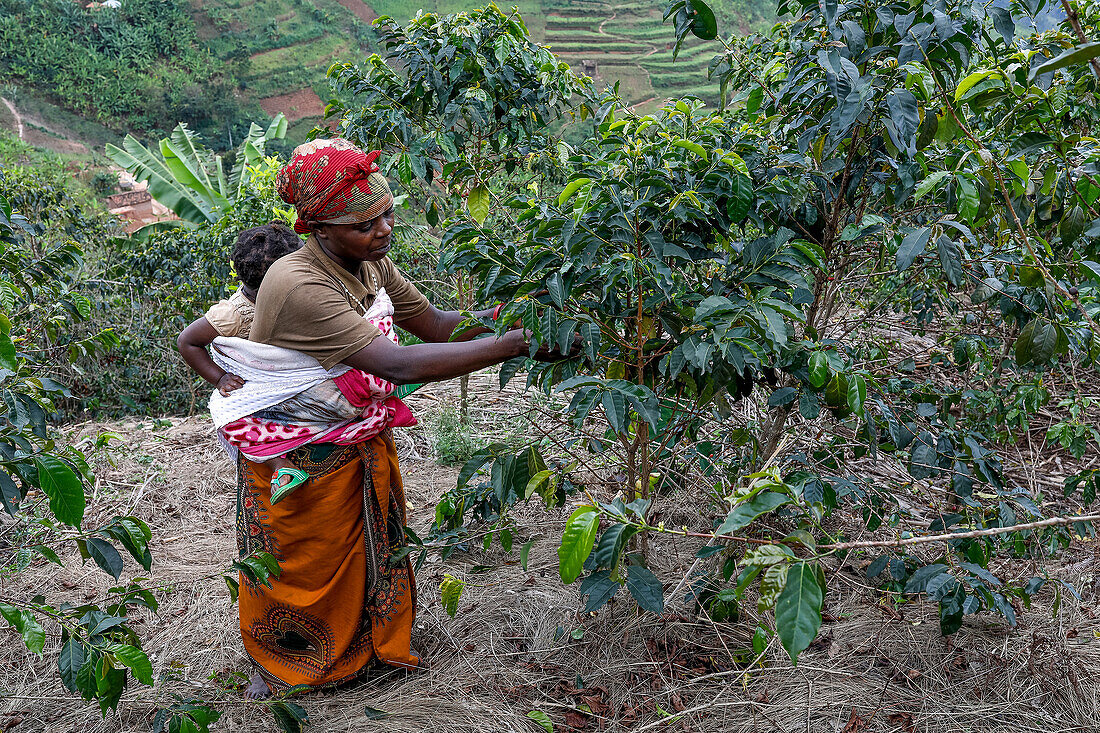Member of Abakundakawa Coffee Grower's Cooperative tending trees in her plantation in Gakenke district, Rwanda, Africa