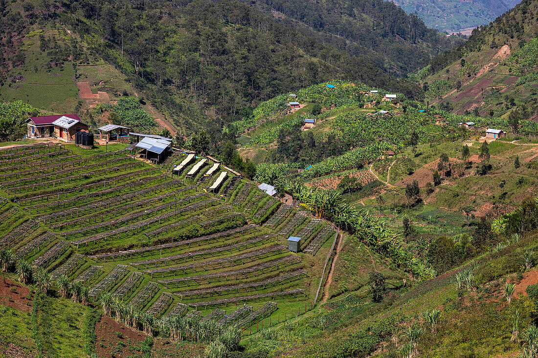 Abakundakawa Coffee Grower's Cooperative, Minazi Kaffee-Waschstation, Gakenke Distrikt, Ruanda, Afrika