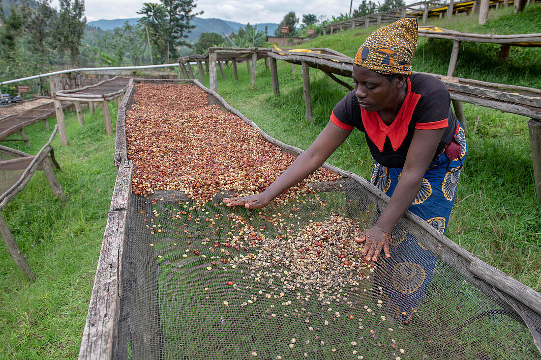 Abakundakawa Coffee Grower's Cooperative, Minazi Kaffee-Waschstation, Gakenke Distrikt, Ruanda, Afrika