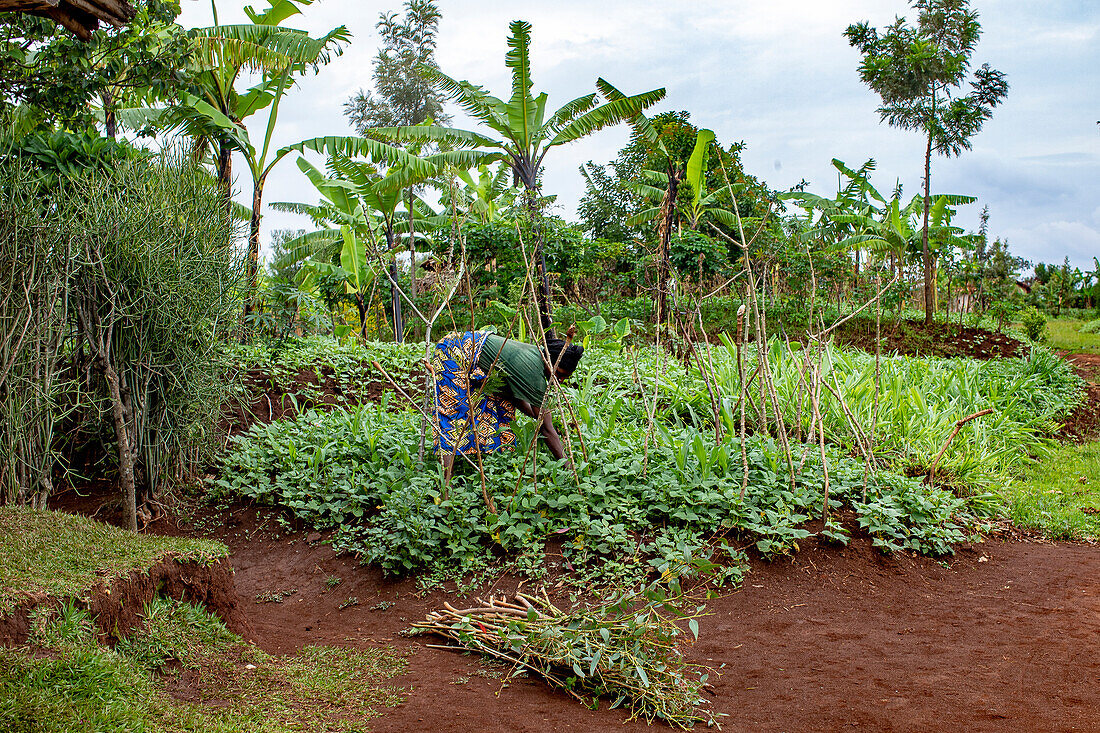 Frau bei der Arbeit in einem Gemüsegarten in der Provinz Huye, Süd-Ruanda, Afrika