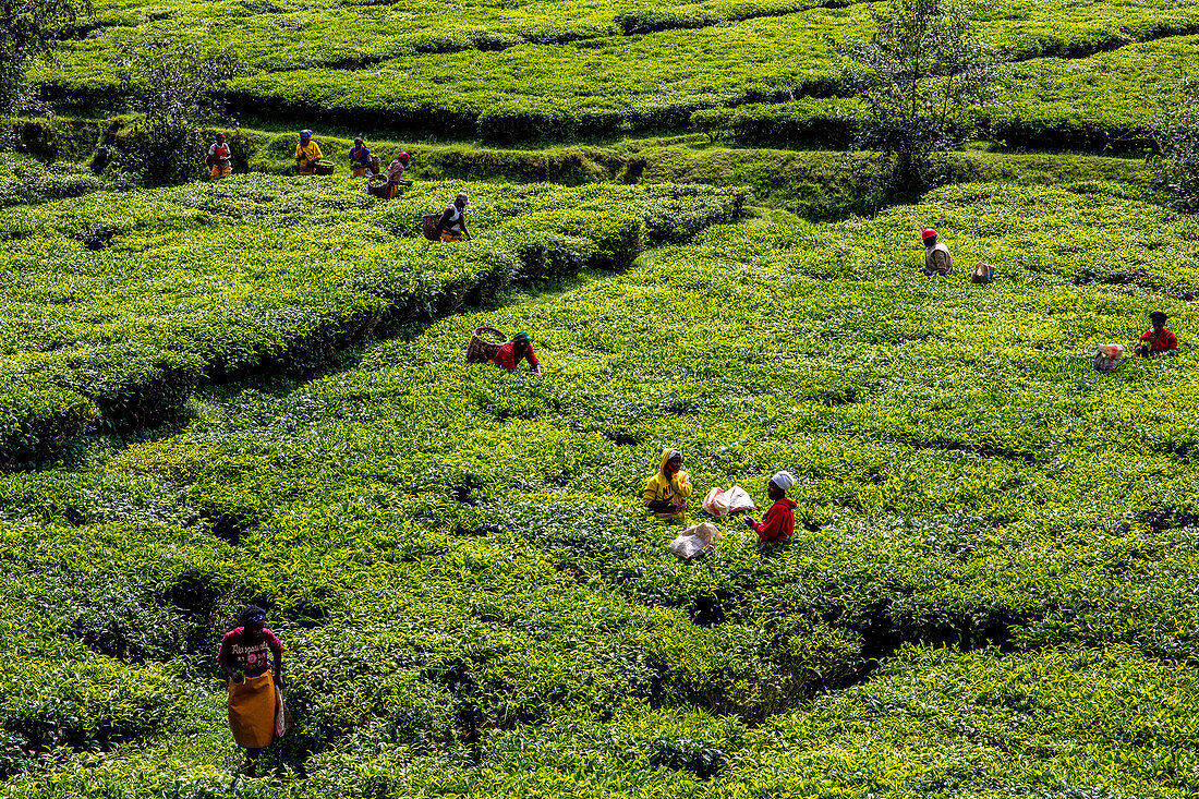 Frauen pflücken Tee in einer Teeplantage im Norden Ruandas, Afrika