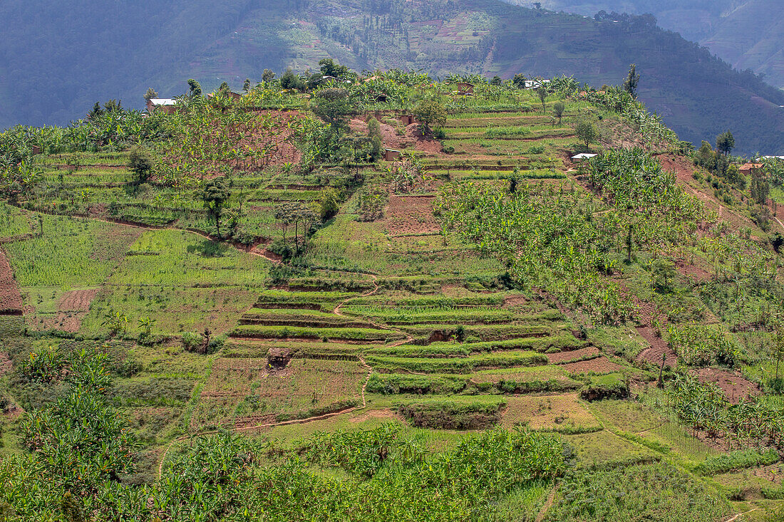 Terrassenlandschaft im Norden Ruandas, Ruanda, Afrika