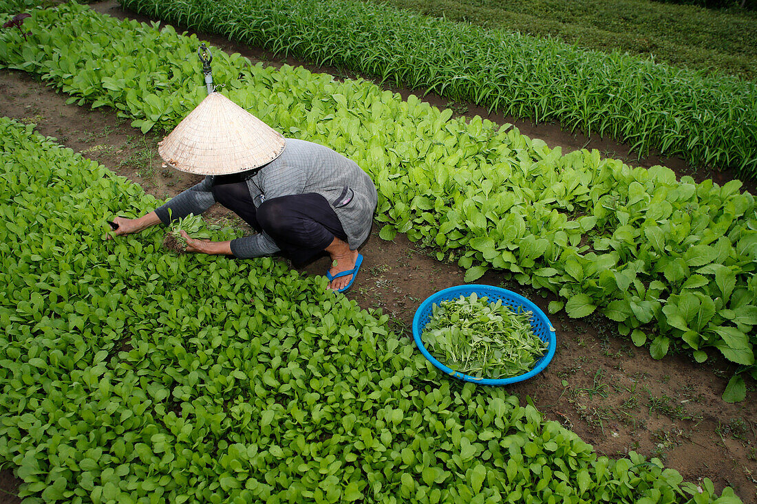 Bauer bei der Arbeit, Landwirtschaft, Bio-Gemüsegärten im Dorf Tra Que, Hoi An, Vietnam, Indochina, Südostasien, Asien