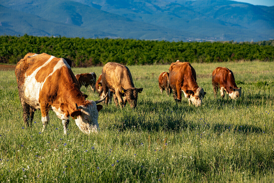 Rinder in Zallq, Provinz Istog, Kosovo, Europa