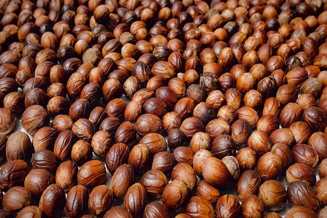 Nutmeg seeds laid out to dry, an aromatic spice and major crop, Ulu, Siau Island, Sangihe Archipelago, North Sulawesi, Indonesia, Southeast Asia, Asia