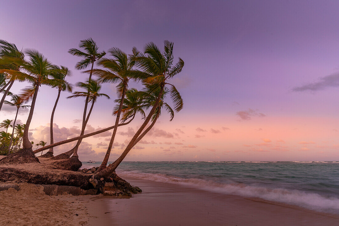 Blick auf Palmen am Bavaro Beach bei Sonnenuntergang, Punta Cana, Dominikanische Republik, Westindische Inseln, Karibik, Mittelamerika