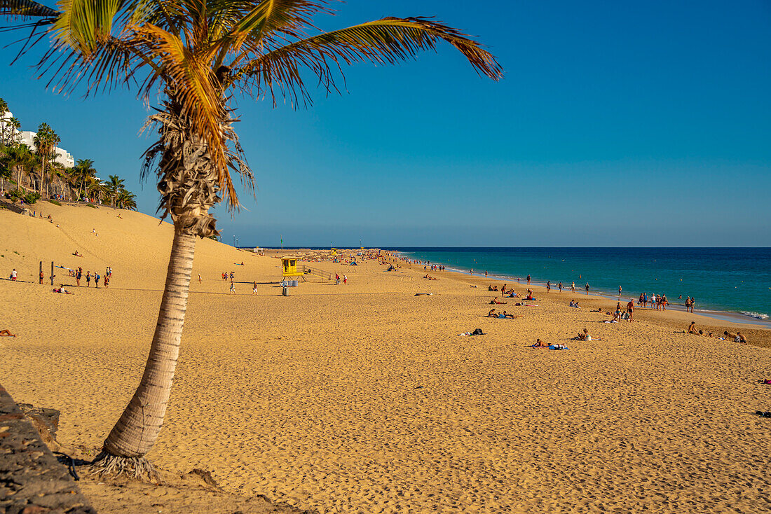 View of Playa del Matorral beach, Morro Jable, Fuerteventura, Canary Islands, Spain, Atlantic, Europe