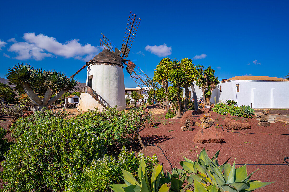Blick auf traditionelle Windmühle, Museum (Museo) del Queso Majorero, Antigua, Fuerteventura, Kanarische Inseln, Spanien, Atlantik, Europa