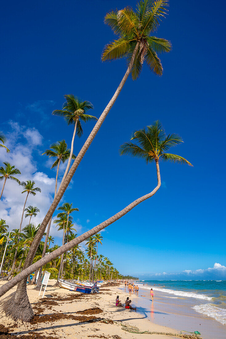 View of sea, beach and palm trees on a sunny day, Bavaro Beach, Punta Cana, Dominican Republic, West Indies, Caribbean, Central America