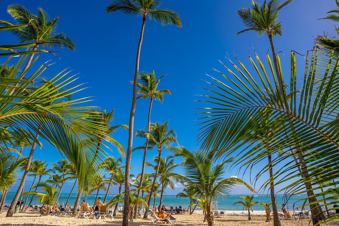 View of sea, beach and palm trees on a sunny day, Bavaro Beach, Punta Cana, Dominican Republic, West Indies, Caribbean, Central America