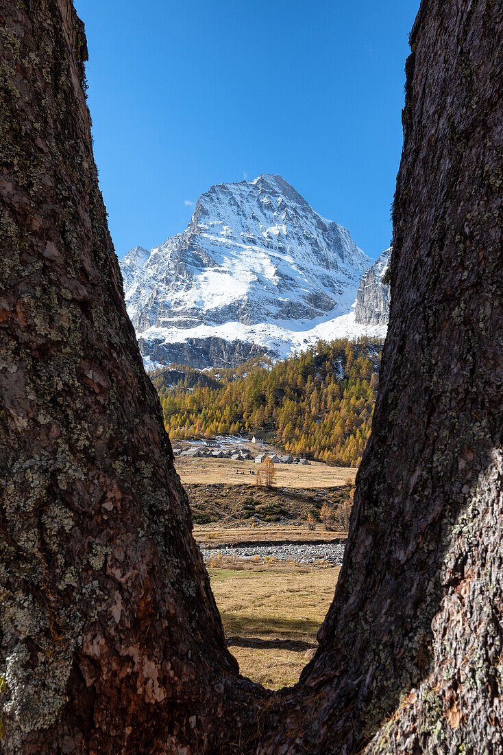 Monte Leone framed from two larches, Alpe Veglia, Val Cairasca valley, Divedro valley, Ossola valley, Varzo, Piedmont, Italy, Europe