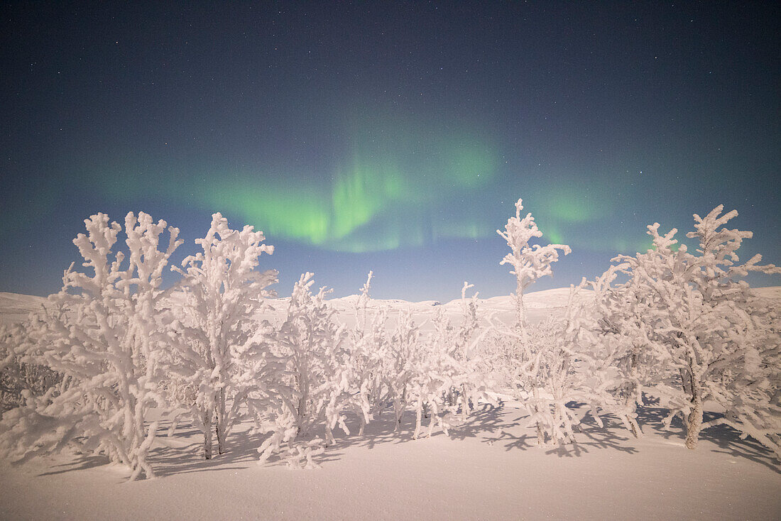 Trees covered with snow during under the Aurora Borealis, Kiruna Municipality, Norrbotten County, Lapland, Sweden, Europe