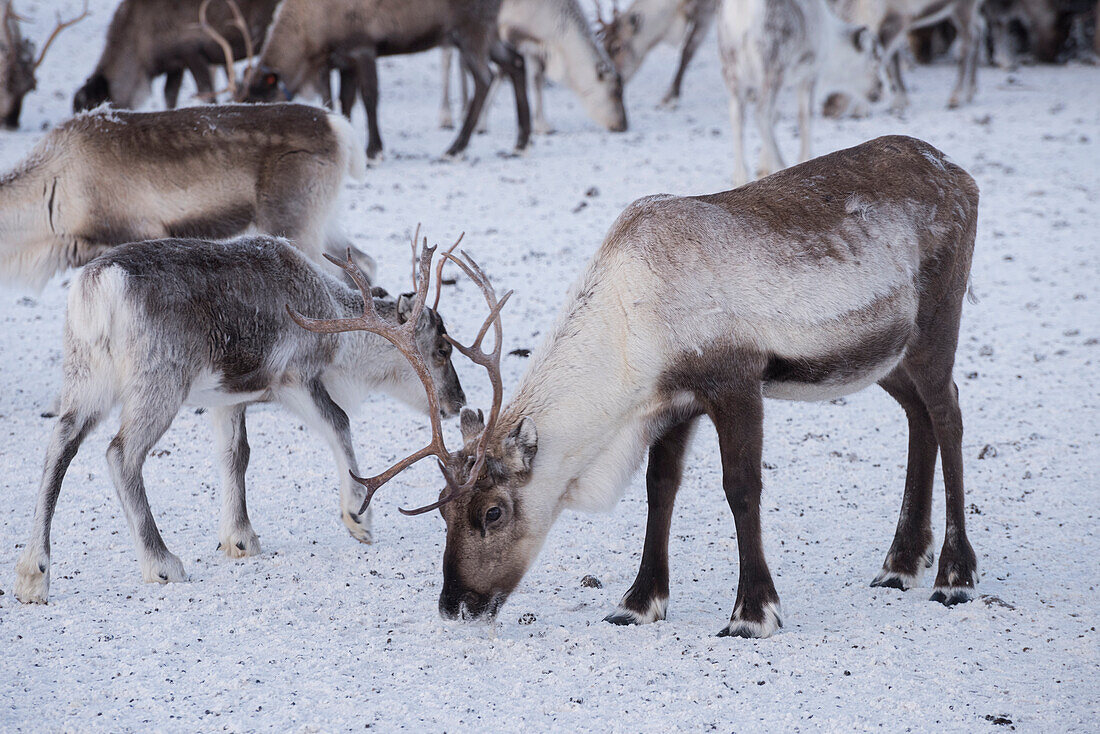 Flock of reindeer in the snow, Abisko, Kiruna Municipality, Norrbotten County, Lapland, Sweden