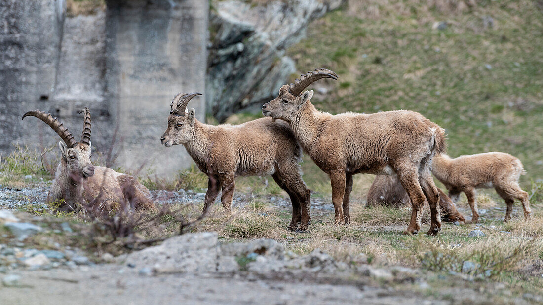 Steinbockfamilie in Valmalenco, Valtellina, Provinz Sondrio, Lombardei, Italien, Europa