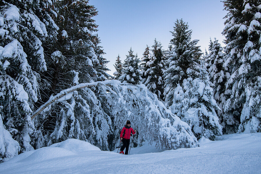 Junges Mädchen geht mit Schneeschuhen im verschneiten Wald, Piazzola Alm, Castello dell'Acqua, Provinz Sondrio, Valtellina, Lombardei, Italien, Europa