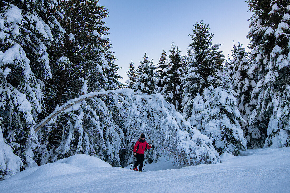 Young girl walks with snowshoes in the snowy forest, Piazzola alp, Castello dell'Acqua, Sondrio Province, Valtellina, Lombardy, Italy, Europe