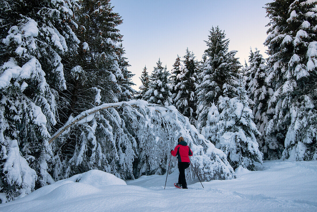 Junges Mädchen geht mit Schneeschuhen im verschneiten Wald, Piazzola alp, Castello dell'Acqua, Provinz Sondrio, Valtellina, Lombardei, Italien, Europa