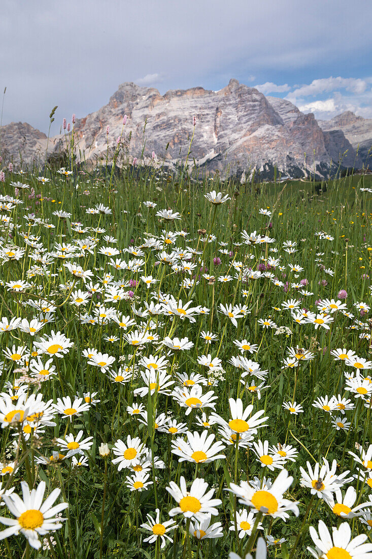 PIz La Ila, Alta Badia, Badia Valley, Dolomites, Bolzano province, South Tyrol, Italy, Meadows with cima Piz Lavarela and Cima Cunturines in the background