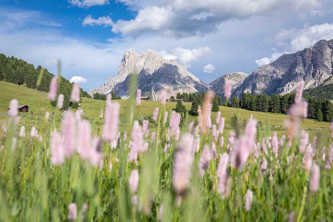 Sass De Putia (Peitlerkofel), Passo Delle Erbe (Wurzjoch), Dolomiten, Bozen, Südtirol, Italien