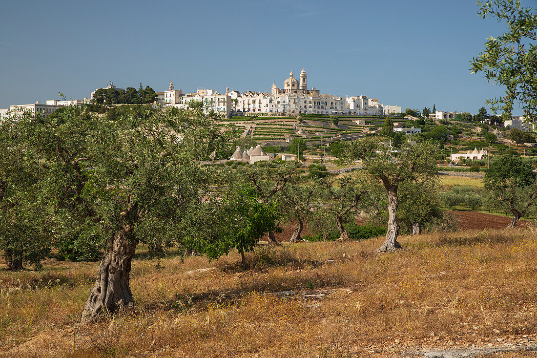 Locorotondo town on hilltop with trulli houses and olive grove below in the Valle d'Itria, Locorotondo, Puglia, Italy, Europe