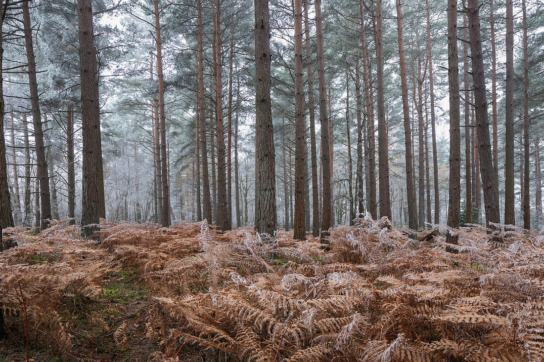 Scots pine (pinus sylvestris) trees and orange bracken in freezing fog, Bucklebury Common, near Newbury, Berkshire, England, United Kingdom, Europe