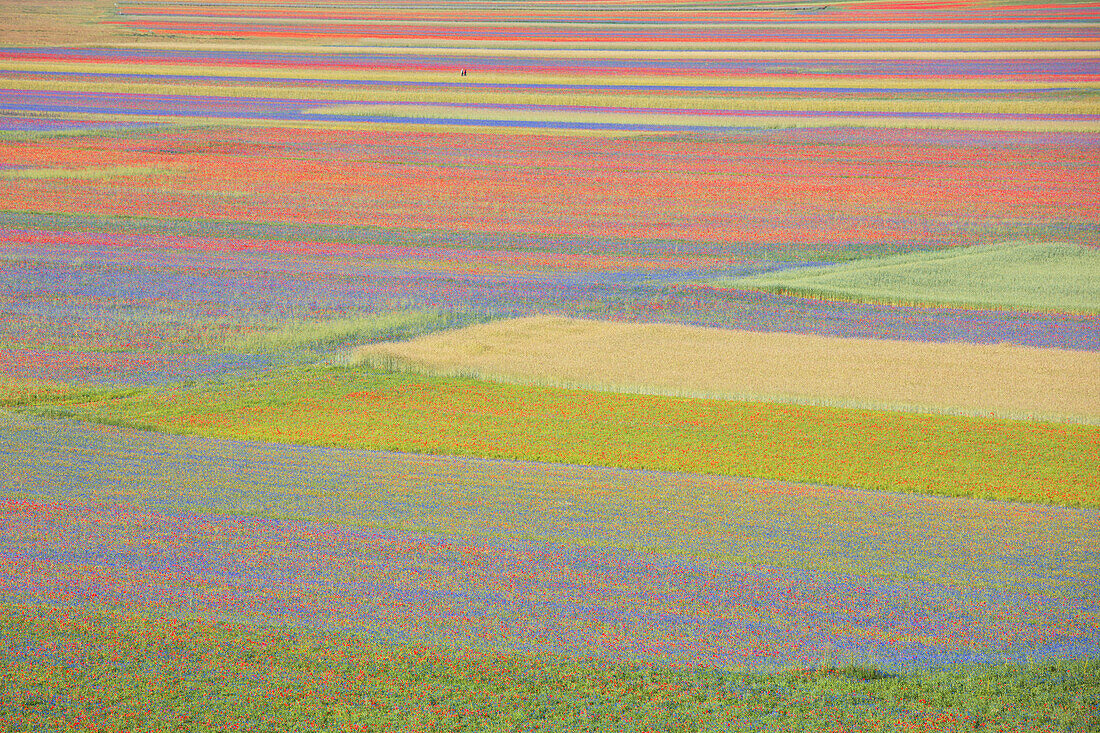 Europa, Italien, Umbrien, Bezirk Perugia, Castelluccio di Norcia.