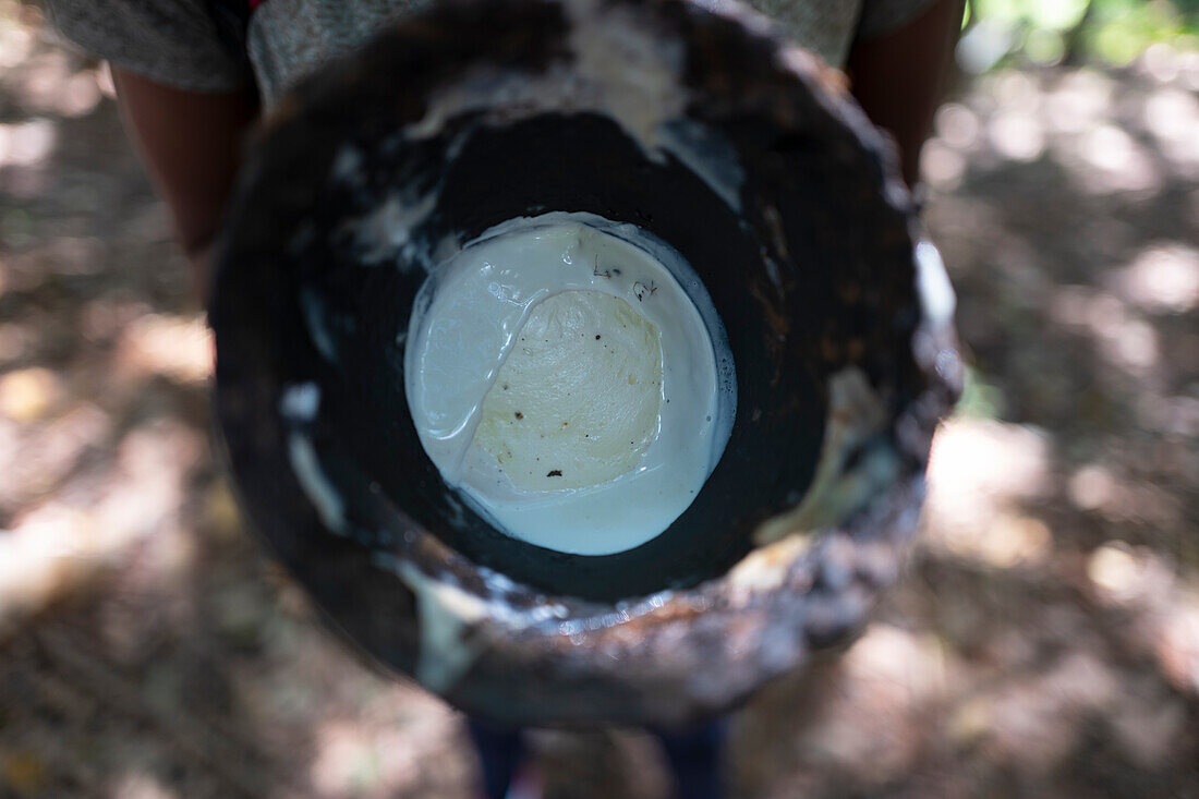 Africa, Malawi, Northern region, Nkhata bay district, Rubber plantation.