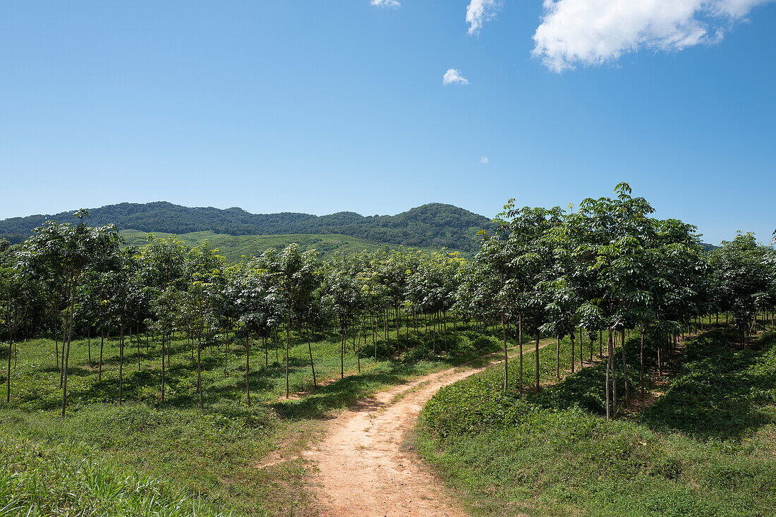 Africa, Malawi, Northern region, Nkhata bay district, Rubber plantation.