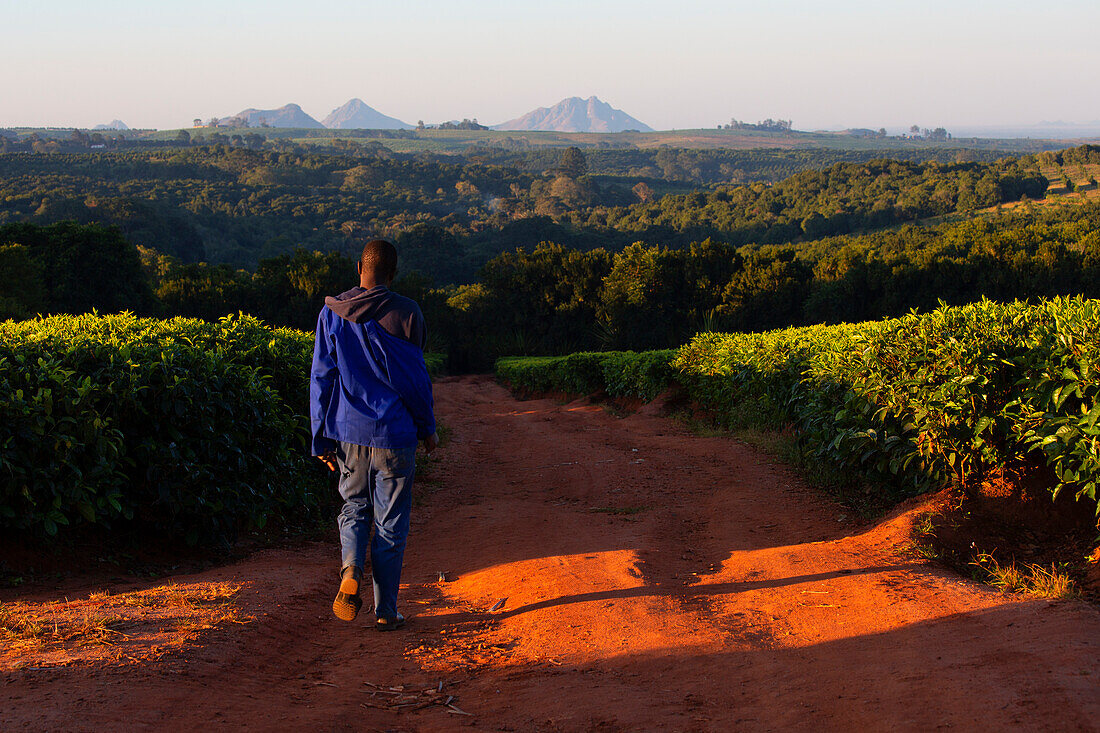 Africa, Malawi, Southern Africa, Thiolo district, Cultivations of tea.