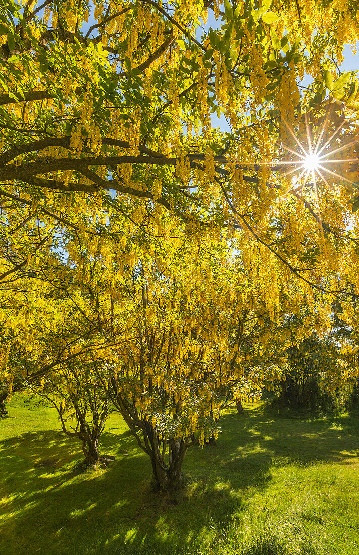 The biggest Laburnum forest (Laburnum Anagyroides) of Europe, Generoso mount, Intelvi valley, Como province, Lombardy, Italy, Europe