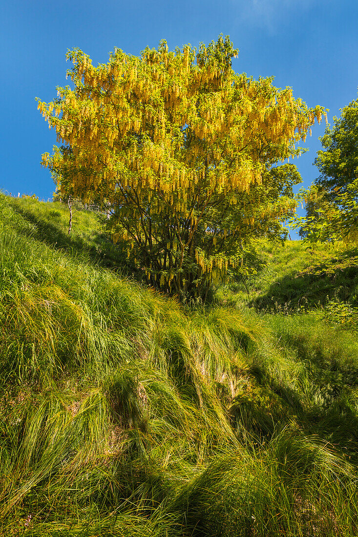 Goldregen (Laburnum Anagyroides) im Wald, dem größten Goldregenwald Europas, Berg Generoso, Intelvi-Tal, Provinz Como, Lombardei, Italien, Europa