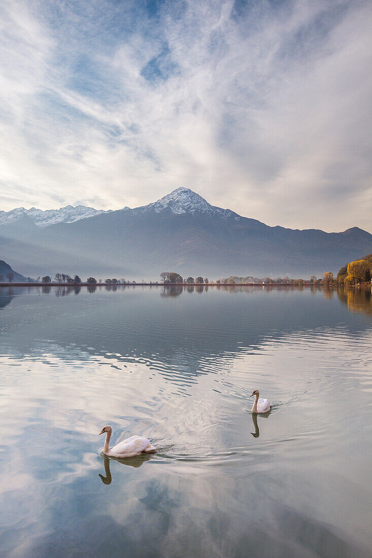 Schwäne schwimmen im Fluss Mera mit dem Berg Legnone (Provinz Lecco), Dascio, Sorico, Riserva Naturale Pian di Spagna e Lago di Mezzola, Comer See, Provinz Como, Lombardei, Italien, Europa