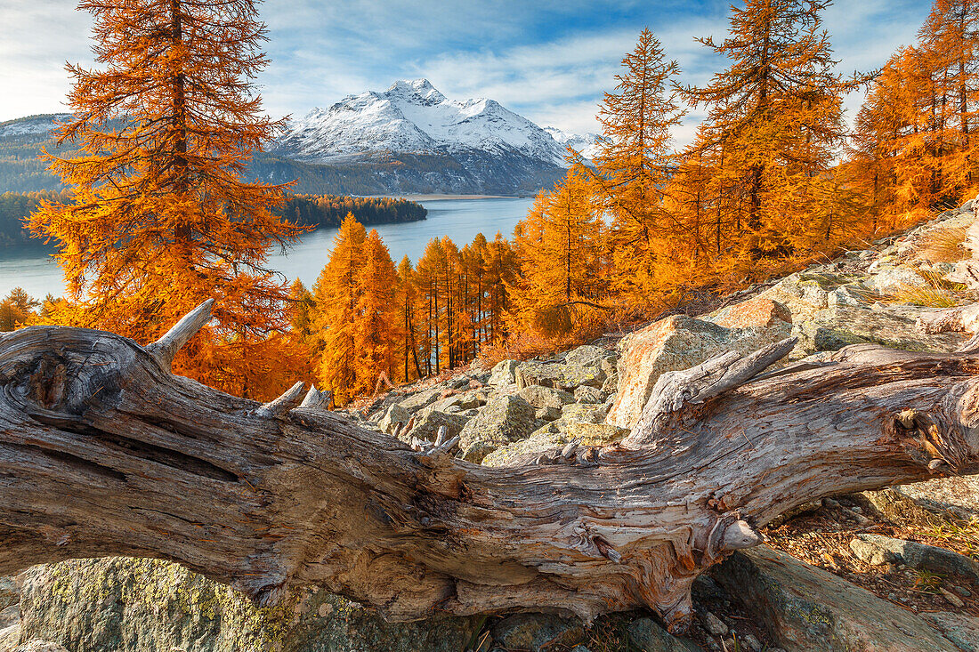 Herbstliche Lärchen umrahmen den Berg Piz da la Margna, Silser See, Engadin, Kanton Graubünden, Bezirk Maloja, Schweiz, Europa