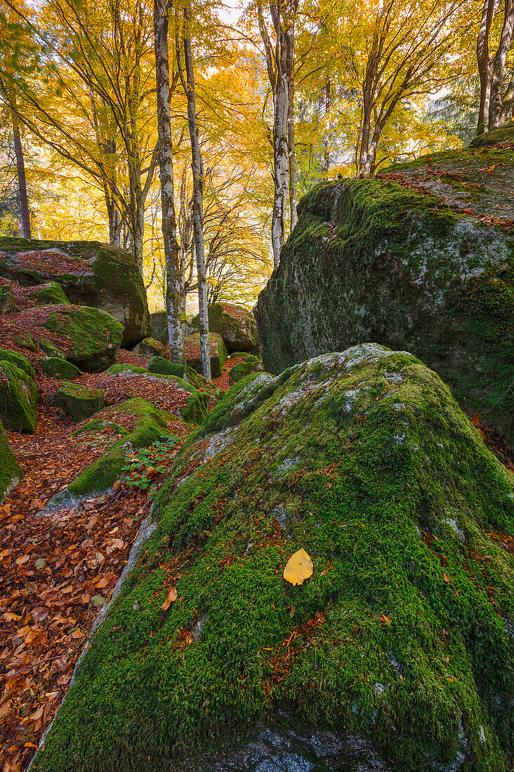 Autumn foliage at Bagni di Masino, Val Masino, Sondrio province, Valtellina, Lombardy, Italy, Europe