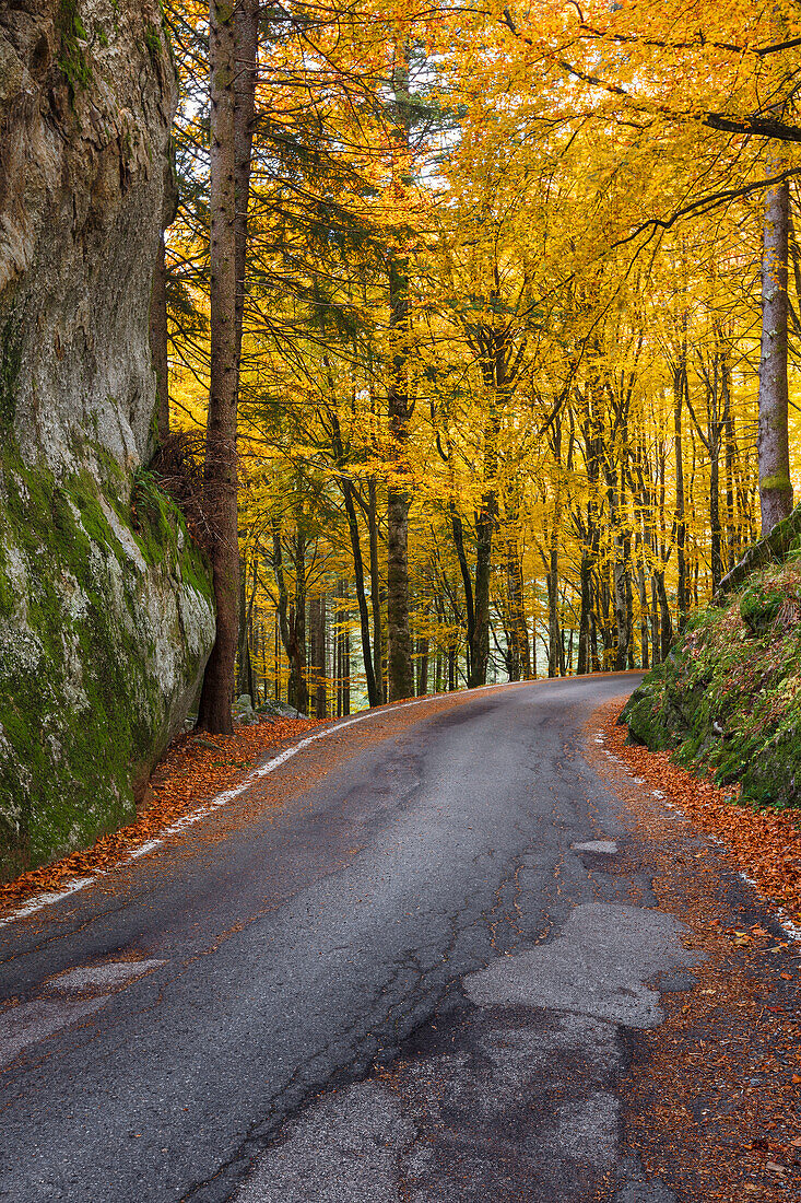 Straße im Herbst, Bagni di Masino, Masinotal, Provinz Sondrio, Valtellina, Lombardei, Italien, Europa