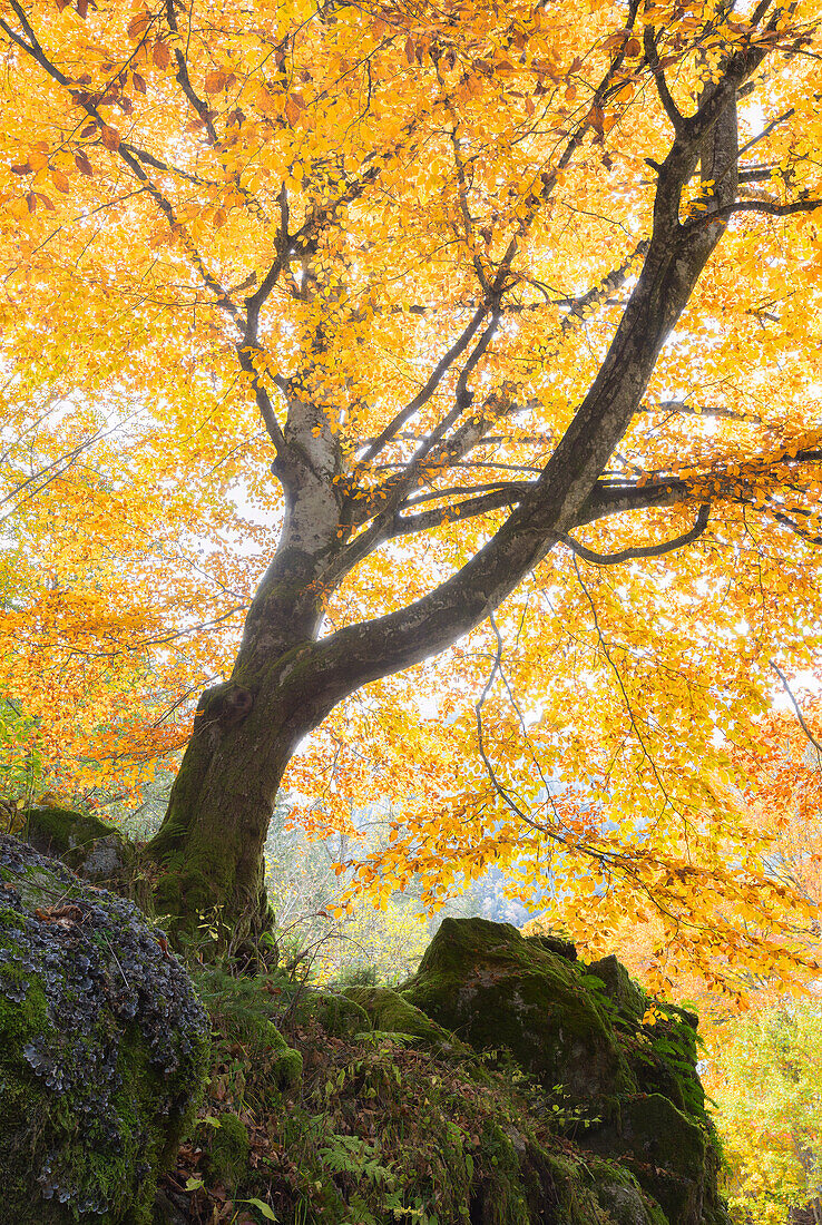 Herbstbäume, Bagni di Masino, Masinotal, Provinz Sondrio, Valtellina, Lombardei, Italien, Europa